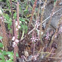 Striga gesnerioides (Willd.) Vatke